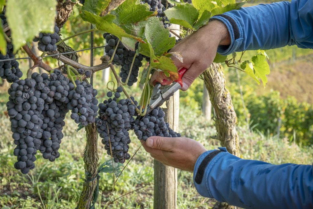 a vineyard red grapes harvest