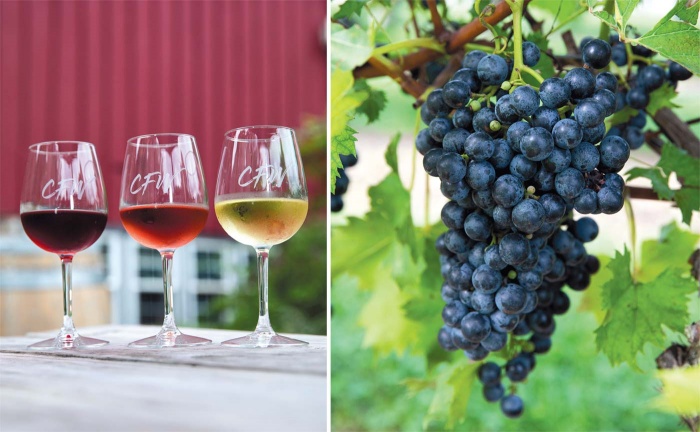 Tính axit của rượu vang được tạo nên từ đâu?