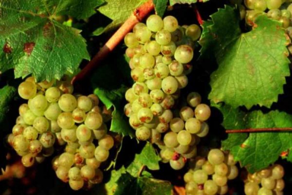 Các giống nho làm rượu vang trắng nổi tiếng - Riesling