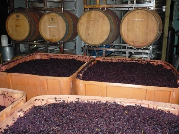 Lên men là bước quan trọng trong quy trình sản xuất rượu vang