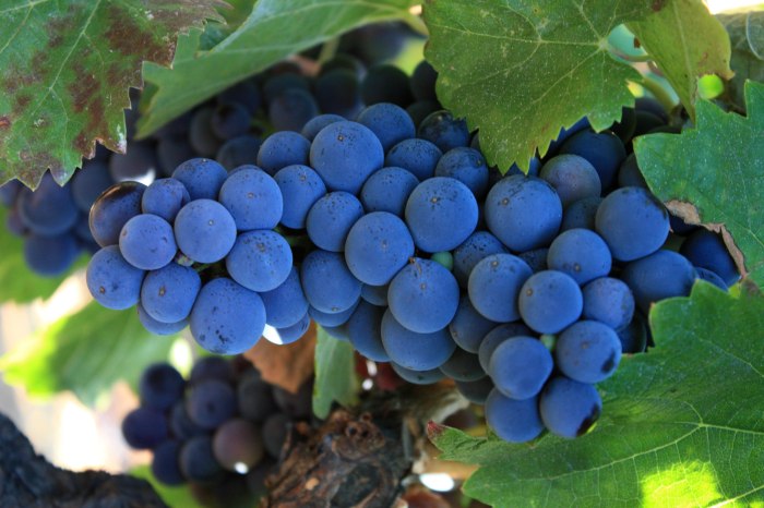 Hé lộ các giống nho làm rượu vang đỏ nổi tiếng nhất thế giới 