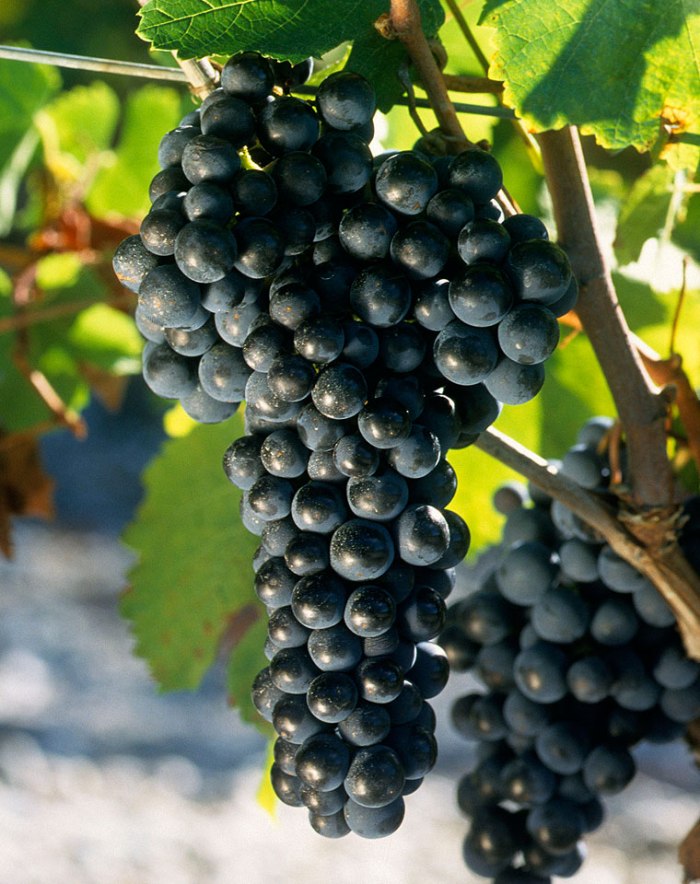 Hé lộ các giống nho làm rượu vang đỏ nổi tiếng nhất thế giới 