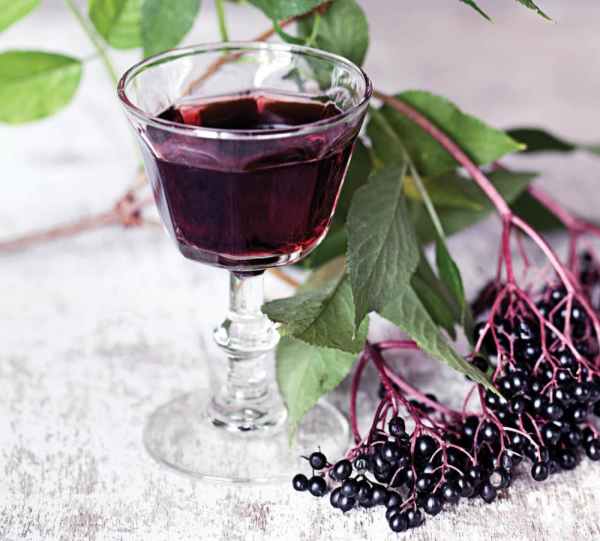 Khám phá hương vị rượu vang Elderberry 