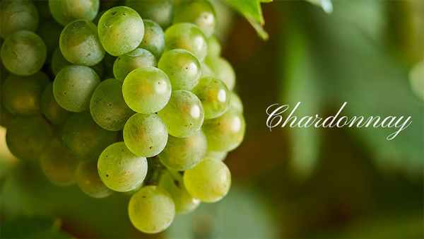 Tìm hiểu về giống nho Chardonnay nổi tiếng và phổ biến nhất thế giới