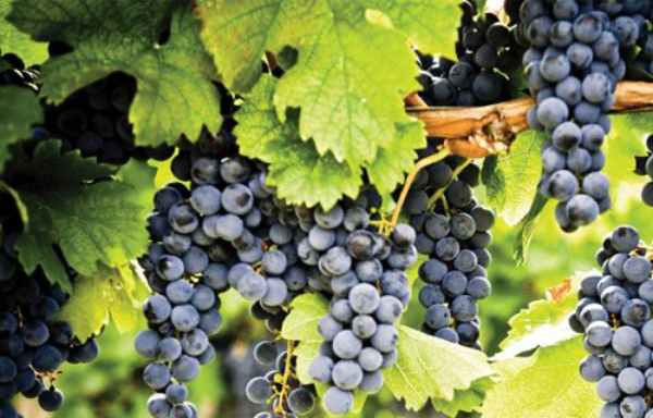 Rượu vang mạnh Armagnac được làm từ hỗn hợp nho Ugni Blanc với một số loại nho khác
