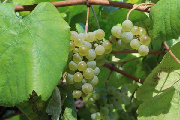 Vùng sản xuất rượu vang Albarino
