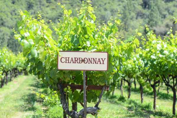 Khám phá vùng sản xuất rượu vang Chardonnay 