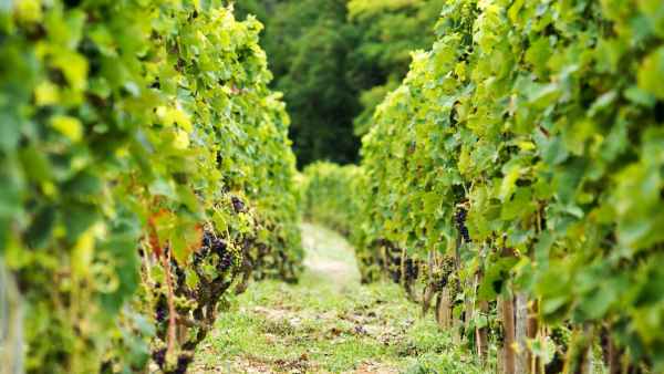 Rượu vang Syrah có nguồn gốc từ Thung Lũng Rhône của Pháp