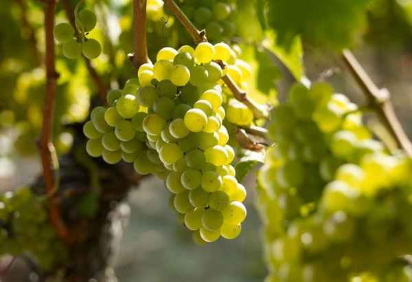 Tìm hiểu về giống nho Sauvignon Blanc