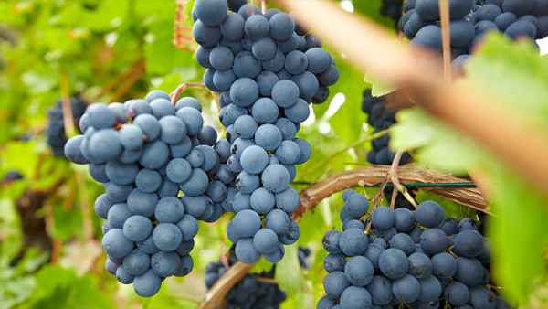 Nguồn gốc của rượu vang Pinot Noir 