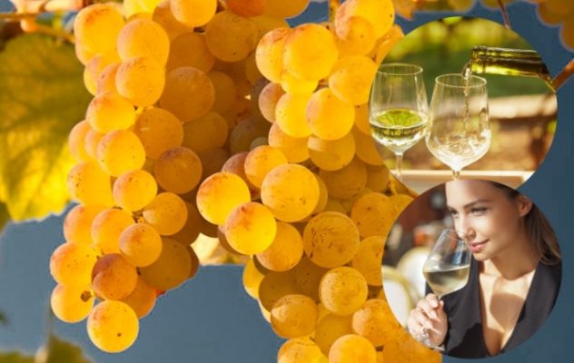 TÌm hiểu giống nho Trebbiano - vùng rượu vang, đặc điểm và kết hợp ẩm thực 