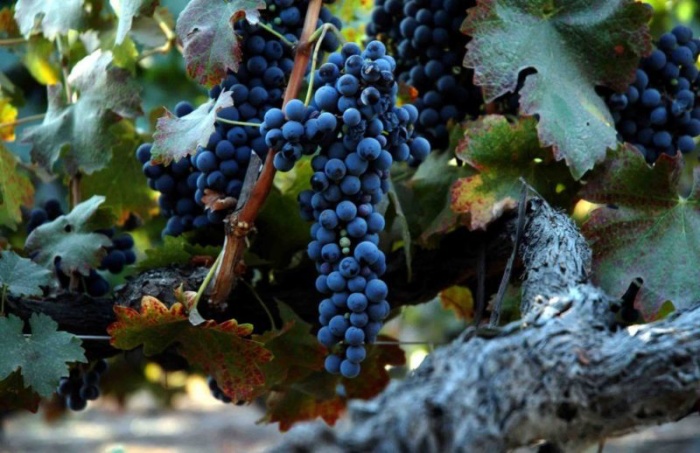 Bật mí các giống nho làm rượu vang Chile nổi tiếng nhất 