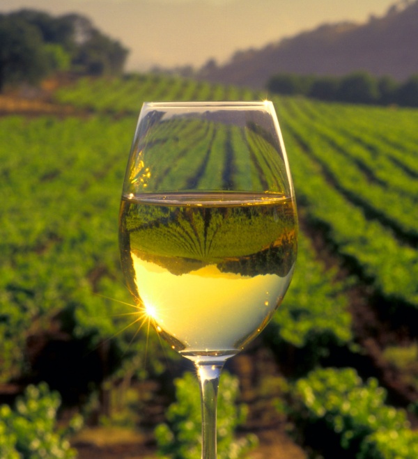 Tìm hiểu về giống nho Riesling -  Rượu, lịch sử và đặc điểm 