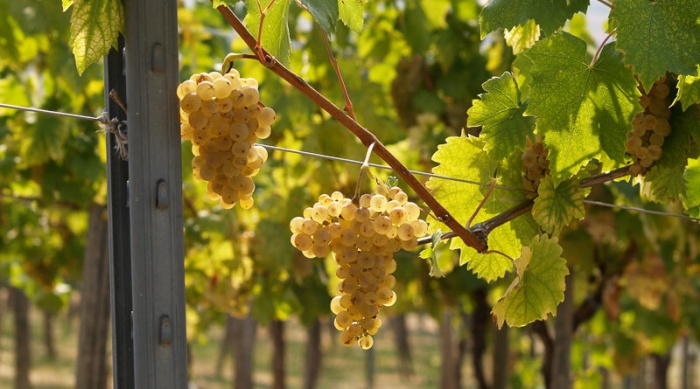 Tìm hiểu những điều thú vị về vùng rượu vang Puglia ở nước Ý