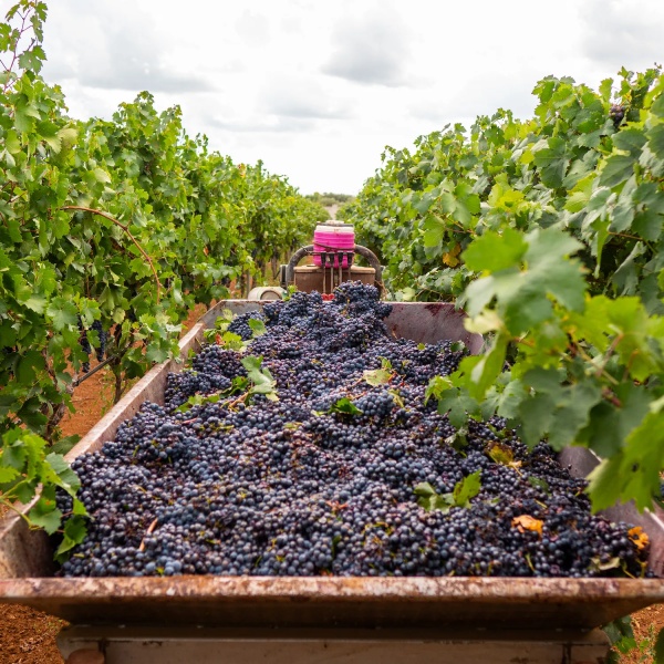 Tìm hiểu những điều thú vị về vùng rượu vang Puglia ở nước Ý